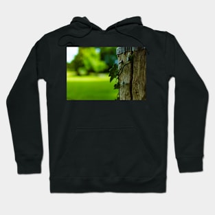 English Ivy on a Post Hoodie